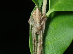 Tmarus angulatus by (c) John P Friel, some rights reserved (CC BY), uploaded by John P Friel. Used under a CC-BY license.