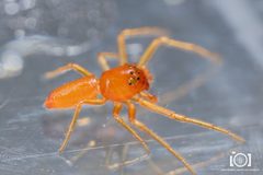 Tmarus minutus by no rights reserved, uploaded by Lyn Roueche. Used under a CC0 license.