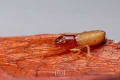 Tmarus minutus by no rights reserved, uploaded by Lyn Roueche. Used under a CC0 license.