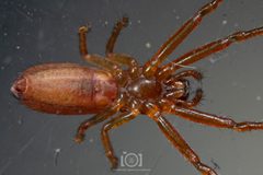 Tmarus minutus by no rights reserved, uploaded by Lyn Roueche. Used under a CC0 license.