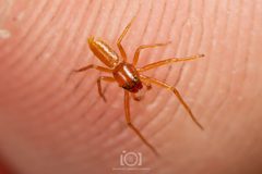 Tmarus minutus by no rights reserved, uploaded by Lyn Roueche. Used under a CC0 license.