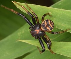 Xysticus fraternus by (c) skitterbug, some rights reserved (CC BY), uploaded by skitterbug. Used under a CC-BY license.