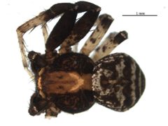 Xysticus fraternus by (c) Gergin Blagoev, Biodiversity Intitute of Ontario, some rights reserved (CC BY). Used under a CC-BY license.