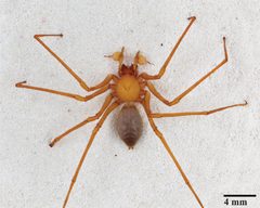 Trogloraptoridae by (c) Griswold, Charles; Audisio, Tracy; Ledford, Joel, some rights reserved (CC BY). Used under a CC-BY license.