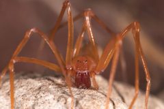 Trogloraptoridae by (c) 
Griswold, Charles; Audisio, Tracy; Ledford, Joel, some rights reserved (CC BY). Used under a CC-BY license.