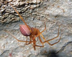 Trogloraptoridae by (c) 
Griswold, Charles; Audisio, Tracy; Ledford, Joel, some rights reserved (CC BY). Used under a CC-BY license.