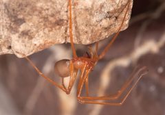 Trogloraptoridae by (c) 
Griswold, Charles; Audisio, Tracy; Ledford, Joel, some rights reserved (CC BY). Used under a CC-BY license.