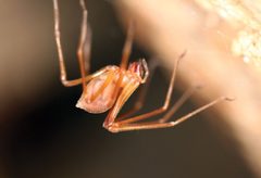 Trogloraptoridae by (c) 
Griswold, Charles; Audisio, Tracy; Ledford, Joel, some rights reserved (CC BY). Used under a CC-BY license.