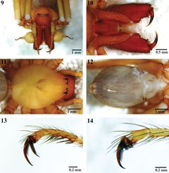 Trogloraptoridae by (c) 
Griswold, Charles; Audisio, Tracy; Ledford, Joel, some rights reserved (CC BY). Used under a CC-BY license.