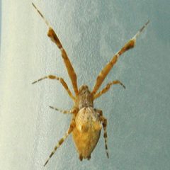 Uloborus glomosus by (c) Bill Keim, some rights reserved (CC BY). Used under a CC-BY license.