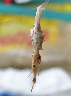 Uloborus glomosus by (c) Annika Lindqvist, some rights reserved (CC BY), uploaded by Annika Lindqvist. Used under a CC-BY license.