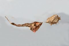 Uloborus glomosus by (c) Judy Gallagher, some rights reserved (CC BY). Used under a CC-BY license.