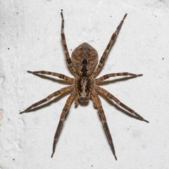Zoropsis spinimana by (c) Alexis Lours, some rights reserved (CC BY), uploaded by Alexis Lours. Used under a CC-BY license.