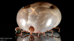 Haemaphysalis longicornis by (c) Kim, Hyun-tae, some rights reserved (CC BY), uploaded by Kim, Hyun-tae. Used under a CC-BY license.