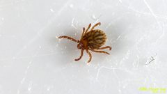 Haemaphysalis longicornis by (c) Kim, Hyun-tae, some rights reserved (CC BY), uploaded by Kim, Hyun-tae. Used under a CC-BY license.
