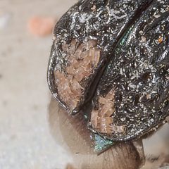 Digamasellidae by (c) Victor Engel, some rights reserved (CC BY), uploaded by Victor Engel. Used under a CC-BY license.