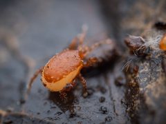 Macrochelidae by (c) Alexis Tinker-Tsavalas, some rights reserved (CC BY), uploaded by Alexis Tinker-Tsavalas. Used under a CC-BY license.