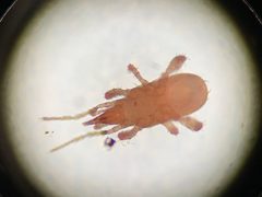 Veigaiidae by (c) Frank Ashwood, some rights reserved (CC BY), uploaded by Frank Ashwood. Used under a CC-BY license.