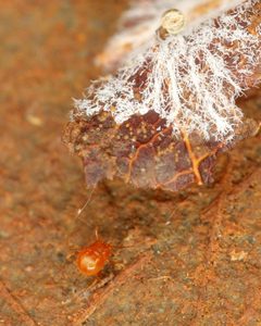 Podocinidae by (c) Alan Manson, some rights reserved (CC BY), uploaded by Alan Manson. Used under a CC-BY license.