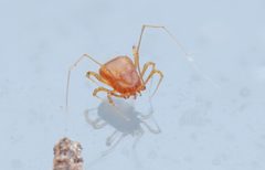 Podocinidae by (c) 青李, some rights reserved (CC BY), uploaded by 青李. Used under a CC-BY license.