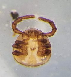 Antennophoroidea by (c) Toby, some rights reserved (CC BY), uploaded by Toby. Used under a CC-BY license.