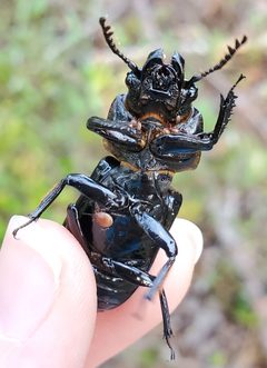 Megisthanidae by no rights reserved, uploaded by lightbed. Used under a CC0 license.