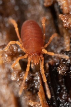 Sironidae by (c) Casey H. Richart, some rights reserved (CC BY), uploaded by Casey H. Richart. Used under a CC-BY license.