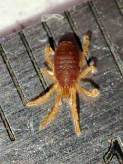 Sironidae by (c) Igor Balashov, some rights reserved (CC BY), uploaded by Igor Balashov. Used under a CC-BY license.