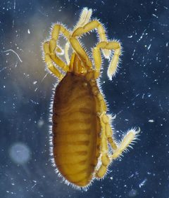 Sironidae by (c) Derek Hennen, some rights reserved (CC BY), uploaded by Derek Hennen. Used under a CC-BY license.