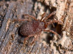 Cyphophthalmi by (c) Marshal Hedin, some rights reserved (CC BY). Used under a CC-BY license.