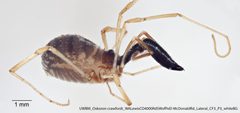 Oskoron crawfordi by (c) Casey H. Richart, some rights reserved (CC BY), uploaded by Casey H. Richart. Used under a CC-BY license.
