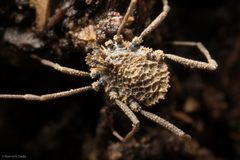 Nemastomatidae by (c) Ken-ichi Ueda, some rights reserved (CC BY), uploaded by Ken-ichi Ueda. Used under a CC-BY license.