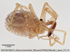 Oskoron brevichelis by (c) Casey H. Richart, some rights reserved (CC BY), uploaded by Casey H. Richart. Used under a CC-BY license.