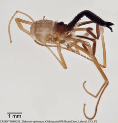 Oskoron spinosus by (c) Casey H. Richart, some rights reserved (CC BY), uploaded by Casey H. Richart. Used under a CC-BY license.