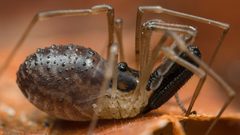 Taracus pallipes by (c) Casey H. Richart, some rights reserved (CC BY), uploaded by Casey H. Richart. Used under a CC-BY license.