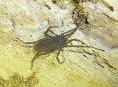 Trogulus tricarinatus by (c) Even Dankowicz, some rights reserved (CC BY), uploaded by Even Dankowicz. Used under a CC-BY license.