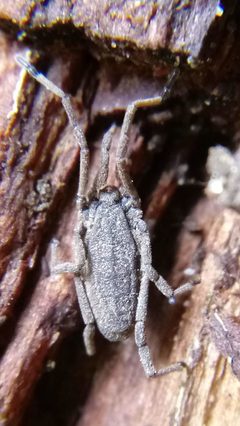 Trogulus tricarinatus by (c) Even Dankowicz, some rights reserved (CC BY), uploaded by Even Dankowicz. Used under a CC-BY license.