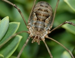 Phalangium opilio by (c) Steve Kerr, some rights reserved (CC BY), uploaded by Steve Kerr. Used under a CC-BY license.