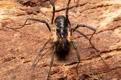 Protolophus tuberculatus by (c) Jeremiah Degenhardt, some rights reserved (CC BY), uploaded by Jeremiah Degenhardt. Used under a CC-BY license.