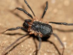 Protolophus tuberculatus by (c) Toby, some rights reserved (CC BY), uploaded by Toby. Used under a CC-BY license.
