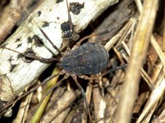 Eumesosoma roeweri by (c) Steve Kerr, some rights reserved (CC BY), uploaded by Steve Kerr. Used under a CC-BY license.