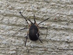 Eumesosoma roeweri by (c) Sam Kieschnick, some rights reserved (CC BY), uploaded by Sam Kieschnick. Used under a CC-BY license.