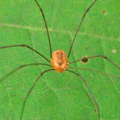 Leiobunum bracchiolum by (c) Bill Keim, some rights reserved (CC BY). Used under a CC-BY license.