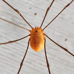 Leiobunum bracchiolum by (c) Bill Keim, some rights reserved (CC BY). Used under a CC-BY license.