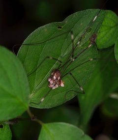 Leiobunum townsendi by (c) Michelle W. （鍾偉瑋）, some rights reserved (CC BY), uploaded by Michelle W. （鍾偉瑋）. Used under a CC-BY license.