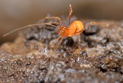 Crosbyella distincta by (c) Marshal Hedin, some rights reserved (CC BY). Used under a CC-BY license.