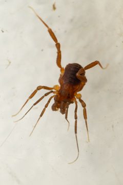 Stygnopsidae by (c) Trevor Van Loon, some rights reserved (CC BY), uploaded by Trevor Van Loon. Used under a CC-BY license.