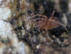 Erebomaster acanthinus by (c) Even Dankowicz, some rights reserved (CC BY), uploaded by Even Dankowicz. Used under a CC-BY license.