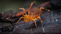 Sclerobunus idahoensis by (c) Casey H. Richart, some rights reserved (CC BY), uploaded by Casey H. Richart. Used under a CC-BY license.