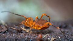 Sclerobunus idahoensis by (c) Casey H. Richart, some rights reserved (CC BY), uploaded by Casey H. Richart. Used under a CC-BY license.
